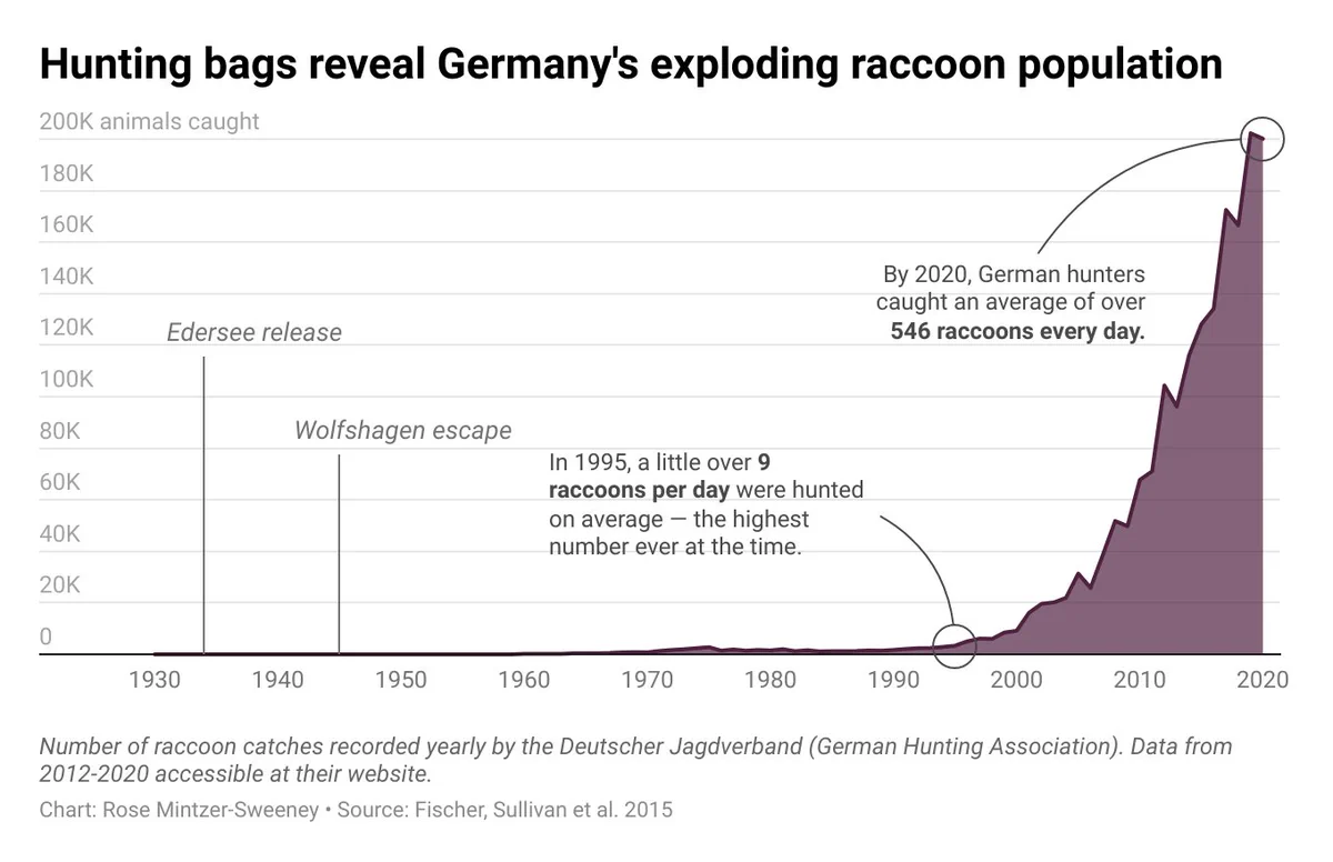 A line chart showing Germany's estimated raccoon population growing exponentially from 1930-2020