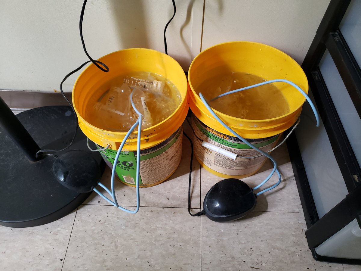 pabloguticr's tweet photo. An important component of our summer fieldwork was completed successfully! We just finished collecting stable isotope samples to evaluate how hurricanes #IrMaria affected the food web in tropical streams. We collected samples 6mo before and 2mo after the hurricanes, and have ... https://t.co/HrQOK0cD11