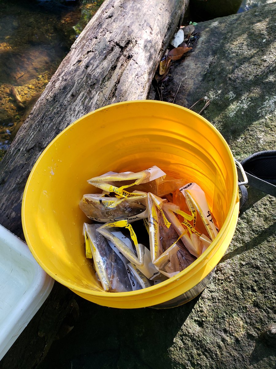 pabloguticr's tweet photo. An important component of our summer fieldwork was completed successfully! We just finished collecting stable isotope samples to evaluate how hurricanes #IrMaria affected the food web in tropical streams. We collected samples 6mo before and 2mo after the hurricanes, and have ... https://t.co/HrQOK0cD11