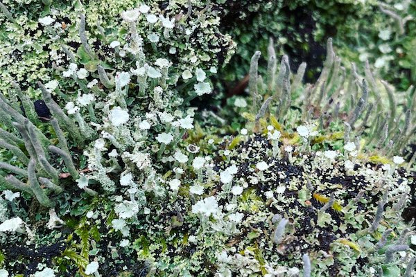 April Windle tweet media