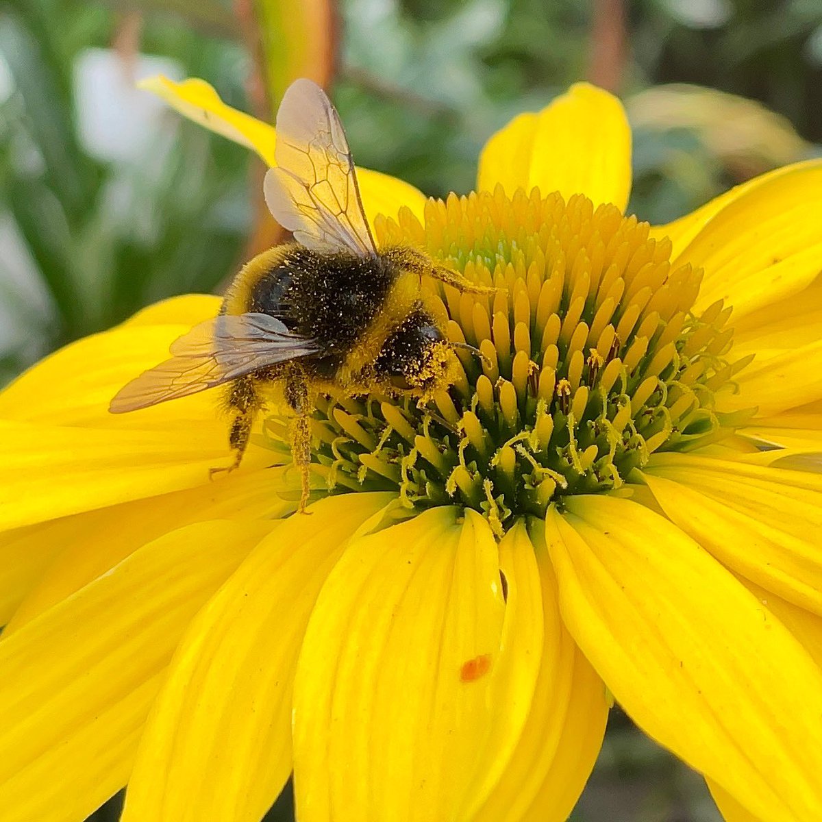 nikkilewisphoto's tweet photo. Some-bee’s been in too much pollen!

#bee #honeybee #pollen #coveredinit #rudbeckia #flowers #yellowflowers #yellow #nikkilewisphotography #nikkilewisphotos #herts #hertslife @AylettNurseries https://t.co/bQaKlz2NsW
