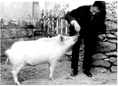 Aram Khachaturian feeding a pig.