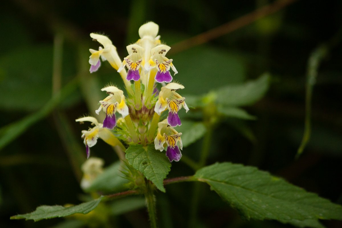 Paul White tweet media