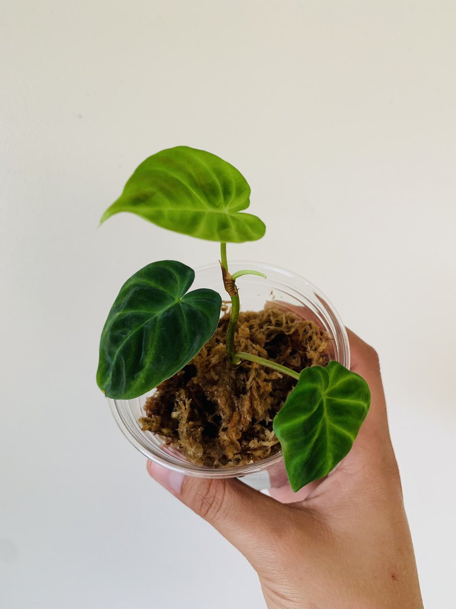 plantymike1005's tweet photo. My Philodendron Verrucosum Panther has finally began to root itself and push new growth! 🤩 #planttwitter #houseplants #propagations #philodendron https://t.co/rQzowOFqYQ
