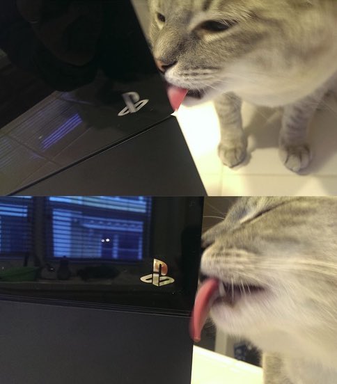cats who play video games (@gamercatss) on Twitter photo 