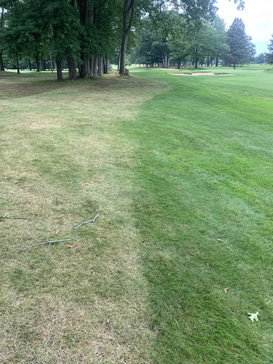 SLCCGrounds's tweet photo. Root pruning last fall paying its dividends right now! https://t.co/zxkVPkROPi