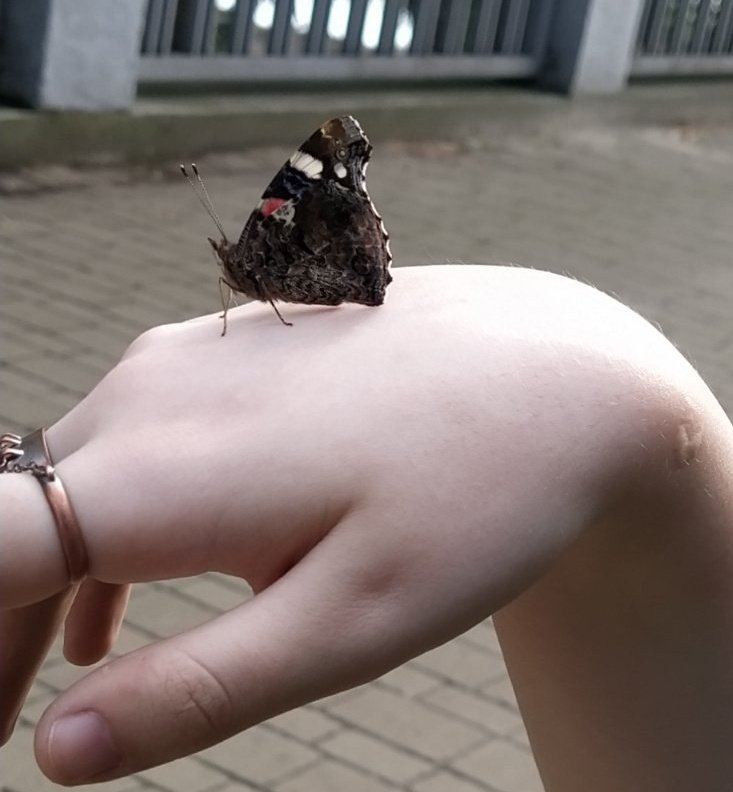 ledhelminth's tweet image. OBSERVE MY NEW LITTLE FRIEND!!