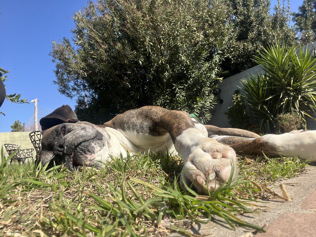 LuciCastillo04's tweet photo. ❤️‍🩹🤲🏽🐶🍄☀️🌱 https://t.co/3xw6t0SHjc