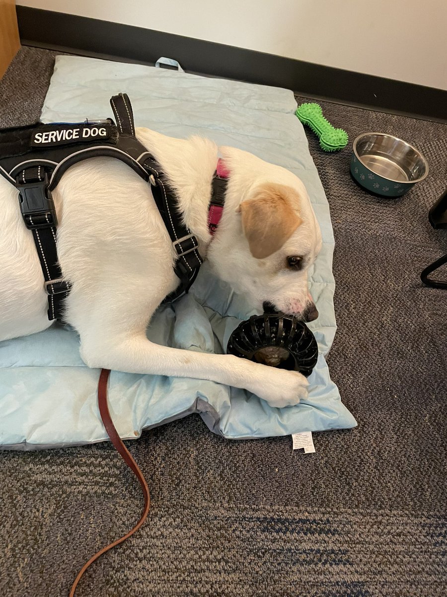 Taking a break for a little play time.  #OfficerWellness
#mindfulness
#resiliency
#optimism
#rescuedog #dogs
#servicedog
#dogsoftwitter