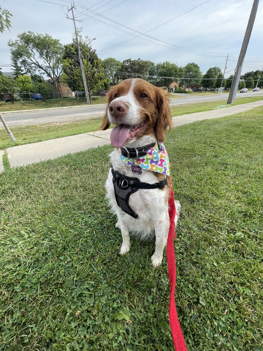 DogBandanasByAmy tweet media