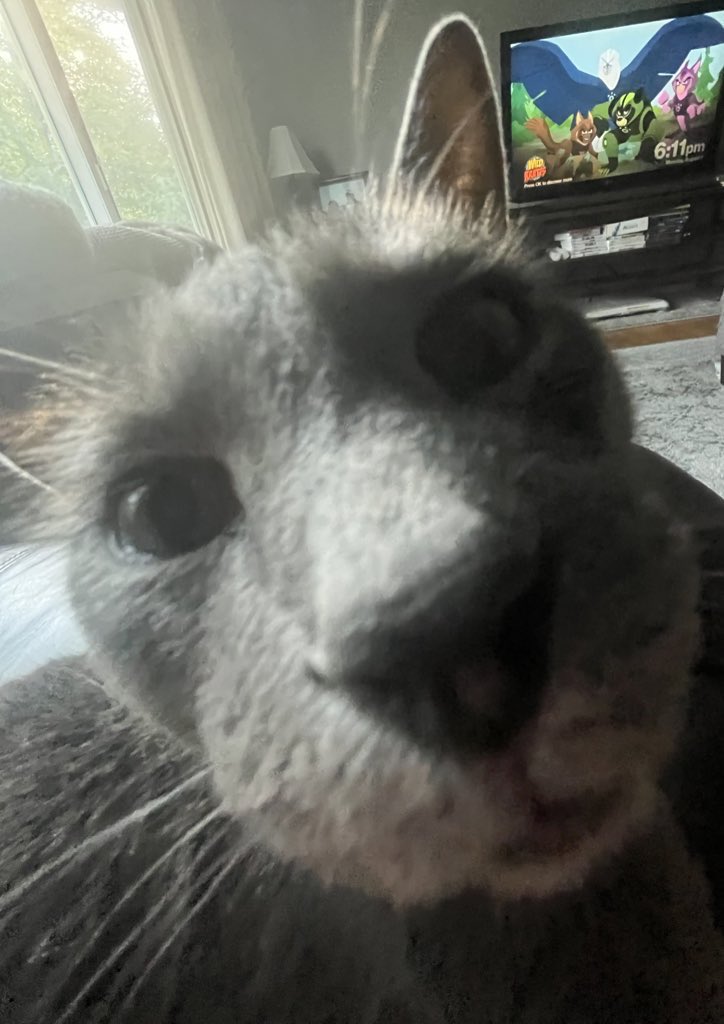 elis_stuff's tweet image. i think my cat could take over the homophobic dog meme.