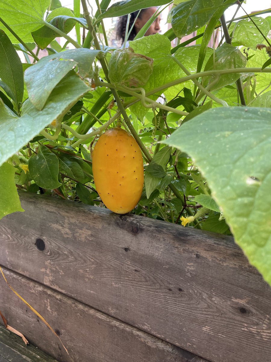SchoolTns's tweet photo. Look what’s growing in our Garden! https://t.co/FEyU0U0ml1