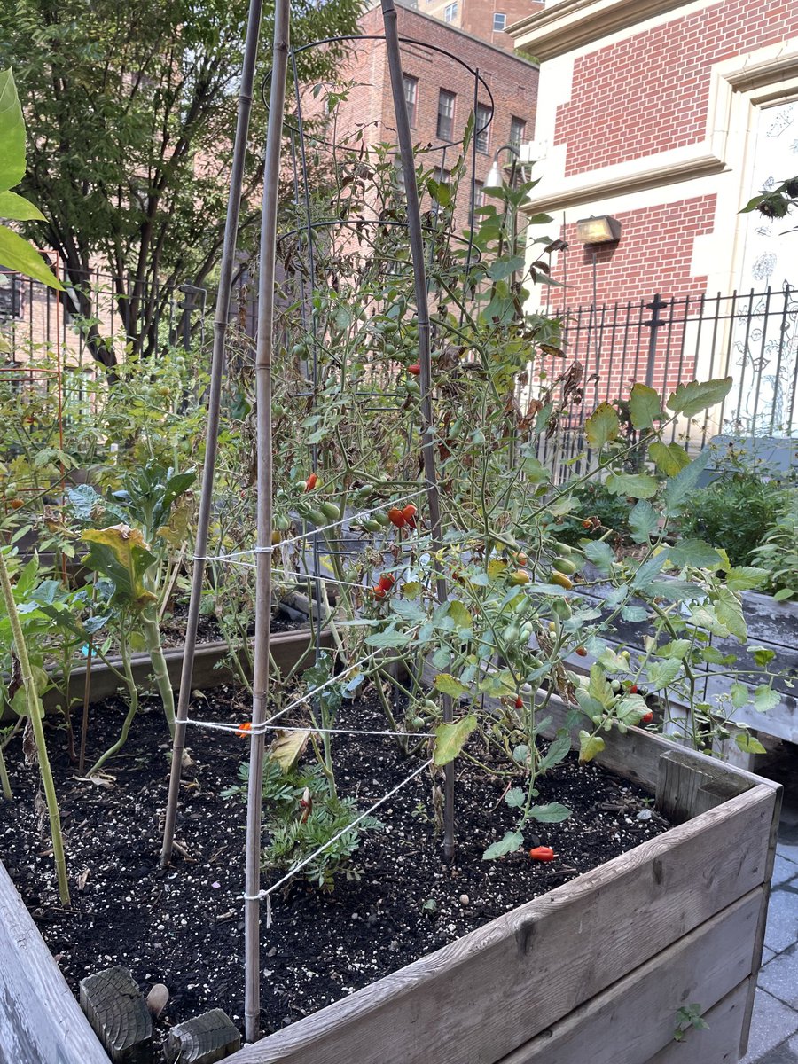 SchoolTns's tweet photo. Look what’s growing in our Garden! https://t.co/FEyU0U0ml1