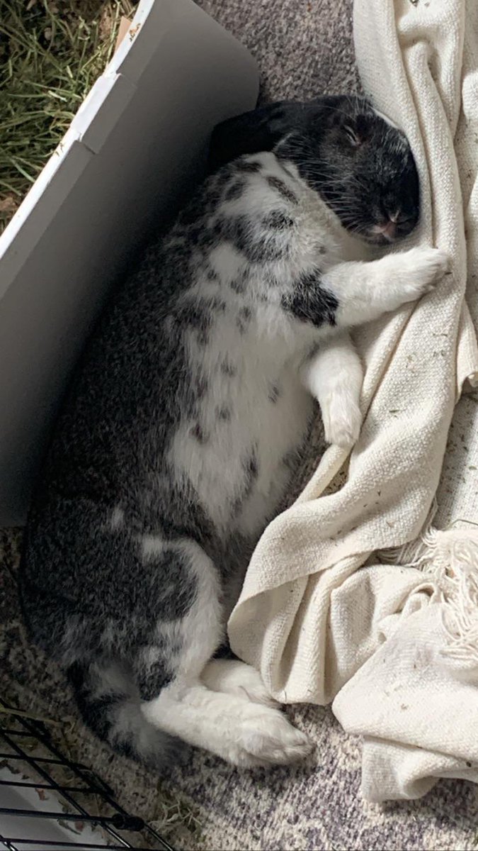 🐰Bunny Pics🐇 💗 on Twitter "🐰