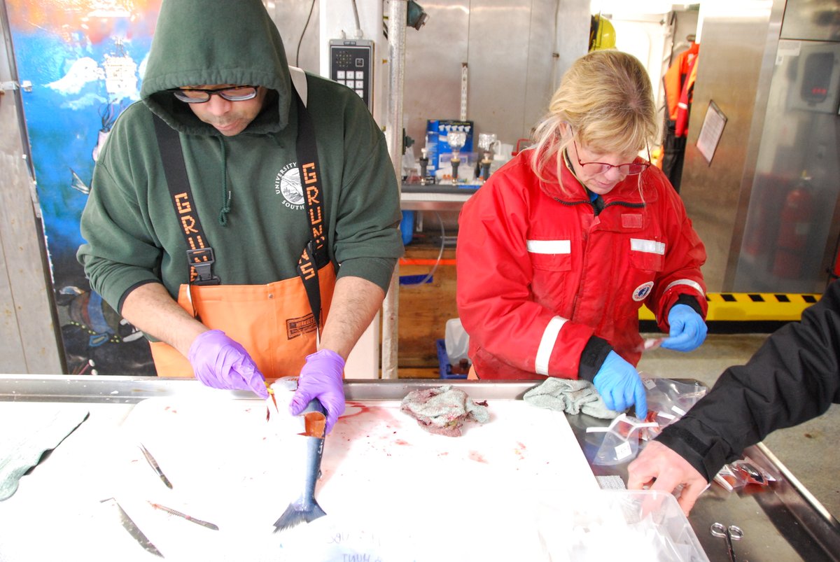 yearofthesalmon's tweet photo. Our expedition scientists continue to process samples in their labs to try and get a first look at any obvious patterns 🐟🌊 that can start to pain a picture of how a changing ocean might be affecting Pacific #salmon 🧪 We eagerly await their results! #IYS2022Expedition https://t.co/ukihVt4f4X