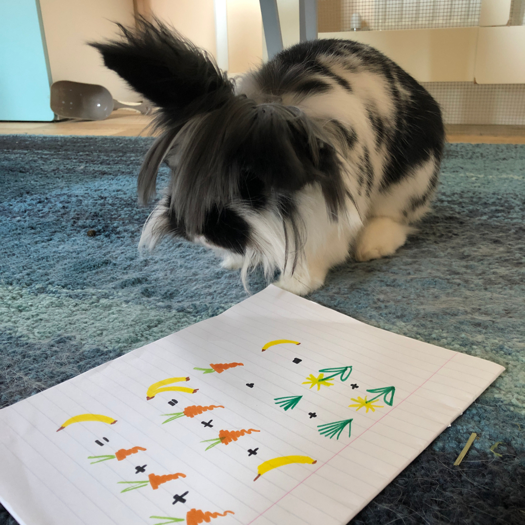 RabbitRetailUK's tweet image. Sprinkle here. Mummy is much better but has lots to catch up on. I am helping with the accounts. I have come to the conclusion we bunnies are underpaid. We will be going on strike if we do not get a pay rise. @TheLopLawyers we need your help.

#BunniesForFairWages #UnpaidRabbits