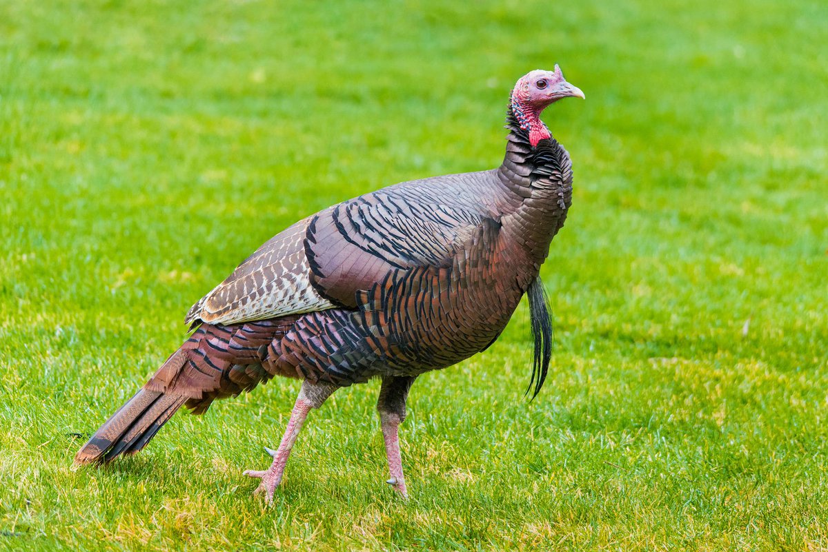 The <a href="/NCWildlife/">N.C. Wildlife</a> Commission is requesting your help through Aug. 31st reporting wild turkey sightings across our state! Learn more, including how to submit your sighting information, at the website below! #NCAgriculture      
Submit here: bit.ly/3v8ATjV ⬅️