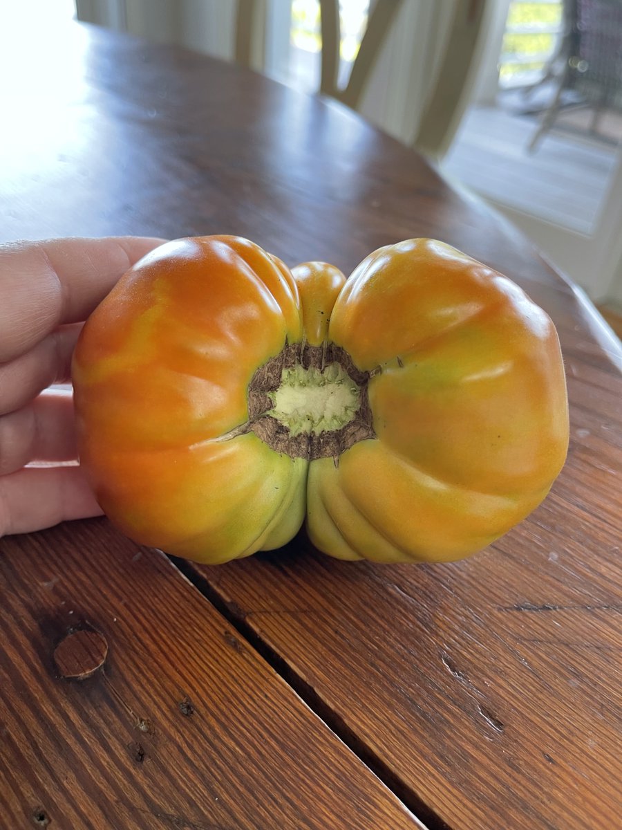 brianwilson's tweet photo. This tomato picked from the garden just now brings me back to my IRC days. #efnet #goatse https://t.co/hGk6iwOJ0m