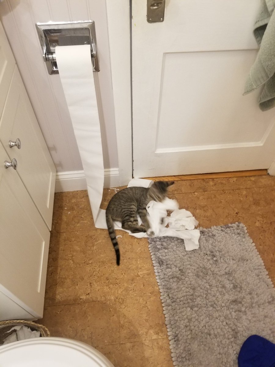 Matt_Mattson's tweet photo. Is my cat malfunctioning or is this a feature? https://t.co/YrAtt46LBl