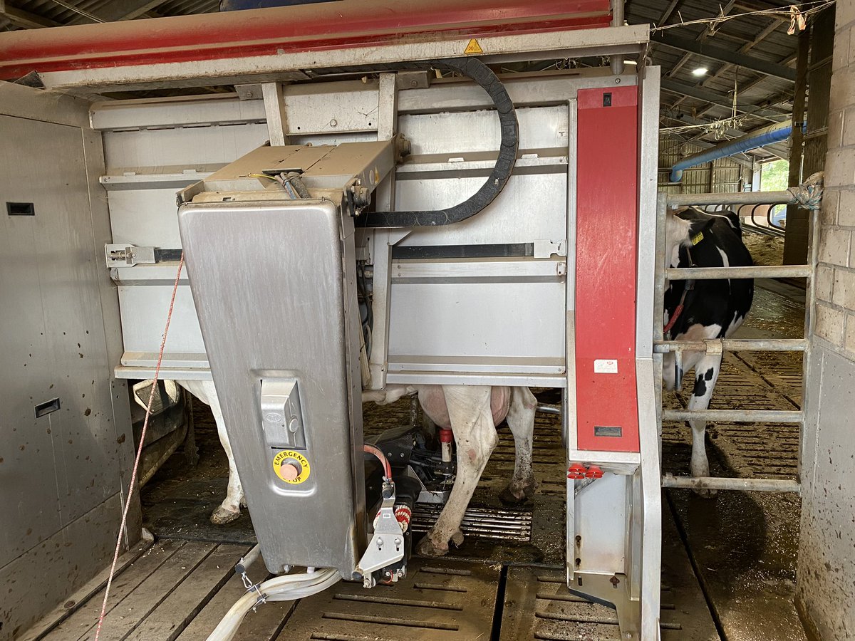 anked's tweet image. Gibts schon, auch heute erlebt: hier siehst du eine Kuh am #Melkroboter, sie ist von ganz alleine hingegangen u hat den Vorgang selbst ausgelöst. Die nächste Kuh steht bereits Schlange. 3 mal am Tag können sie sich merken lassen, 6 mal am Tag versuchen sie es im Schnitt.