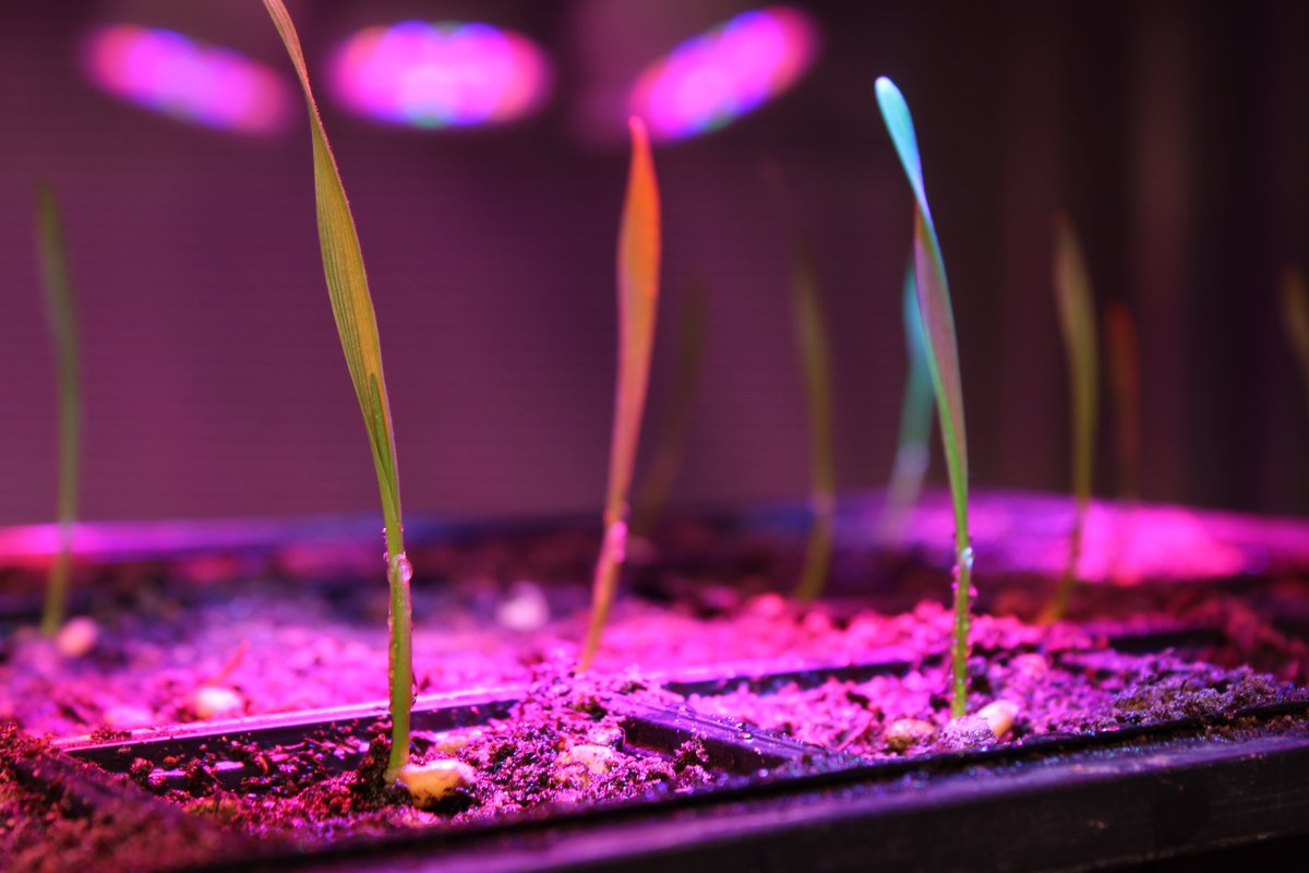Harnessing light to hack a breeding bottleneck for winter cereal crops

Our new 'speed vernalization' method enables growing up to 5 generations of winter wheat and barley per year: cell.com/molecular-plan…
Read the news story here: hickeylab.com/harnessing-lig…