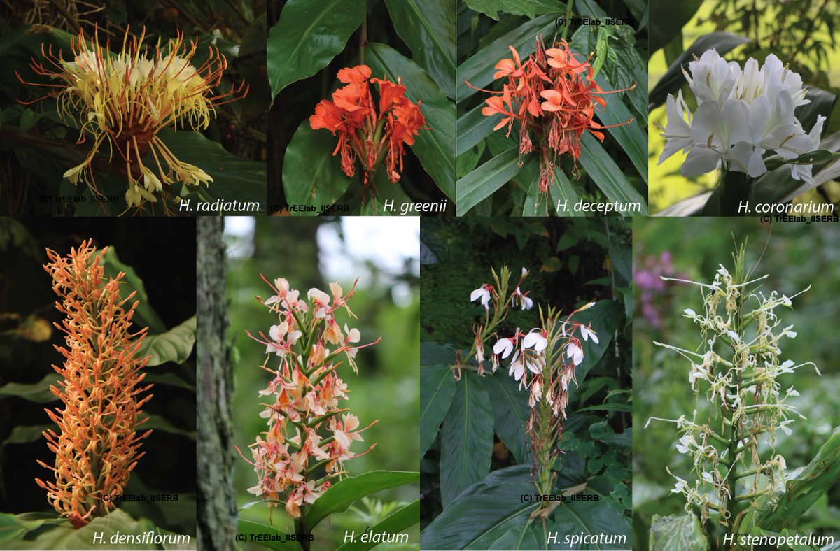 Botanical_'s tweet photo. *#AJB Accepted Article*

#FloralEvolution &amp; #pollinator diversification in Hedychium: revisiting Darwin’s predictions using an integrative taxonomic approach (by @ajithashoksridR, @vinita_gowda, Jana Leong-Škorničková et al) https://t.co/xDiv8L0dYC @WileyPlantSci https://t.co/jlaG4opDmf
