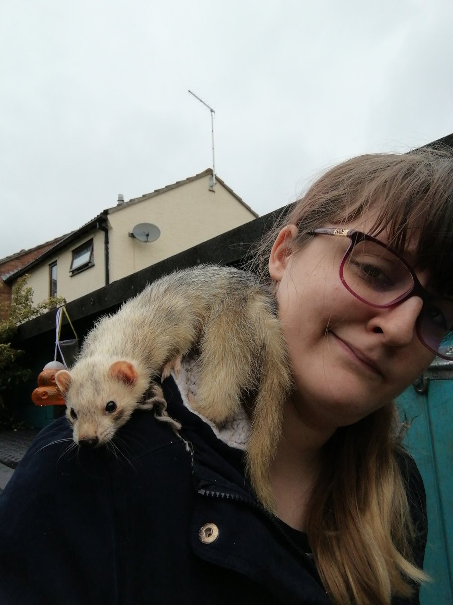 animalsiren's tweet photo. @akipandad Meet geralt and hes not the only shoulder ferret angel would do it too https://t.co/jDaUaJHylk