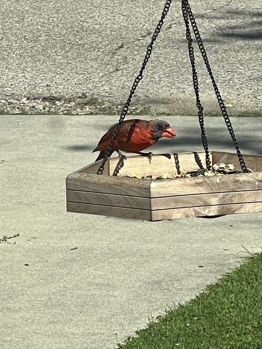 8ezdude's tweet photo. Can someone tell me this birds pronoun?  It looks like an old male but it could be one ugly female… https://t.co/SPfnganpqj