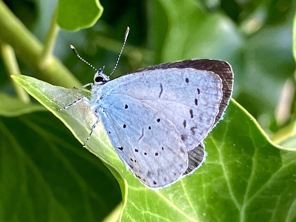 Holly Blue from yesterday, a lovely dainty species #ButterflyCount #WestMidlands @savebutterflies @BC_WestMids