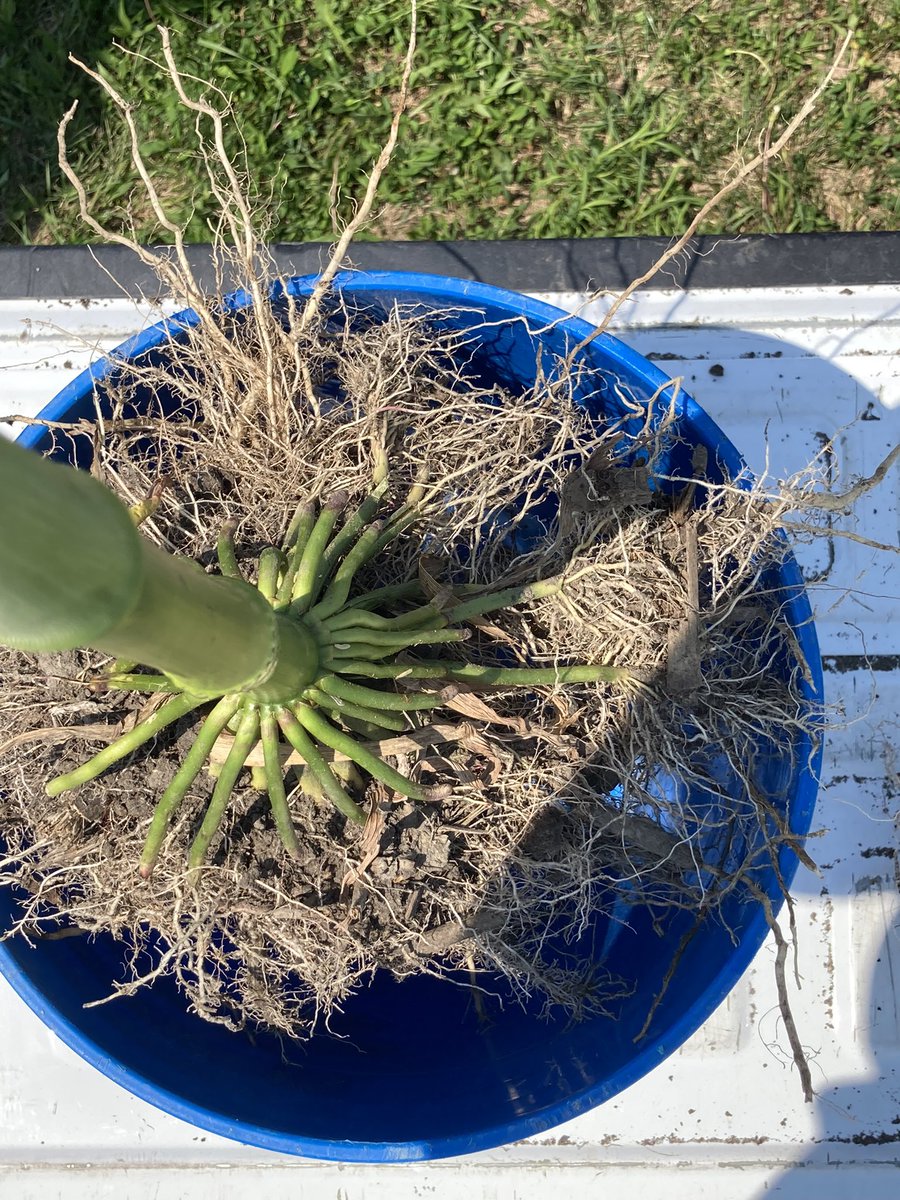 DKAS_IA's tweet photo. Trying to float some larva with DK111-33 Smart Star Pro! Only problem is the roots wouldn’t fit in the bucket! We are going to need bigger buckets and bigger bins! 

#bayer4iowa #Dekalb #farm #pipeline https://t.co/rVQtI3JgRR