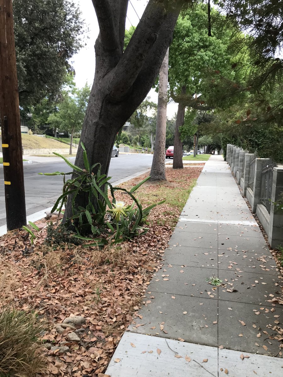 JakesterDEX's tweet photo. Just discovered this White Fleshed Dragon Fruit on my walk today. https://t.co/n9UJCIduzN