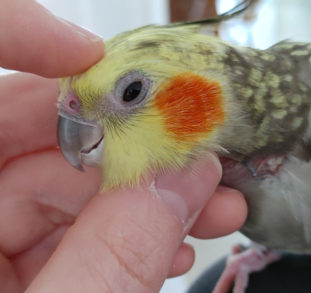 theugster's tweet photo. Sometimes Bumble needs a little help scritching her head https://t.co/L3NbBBuzq5