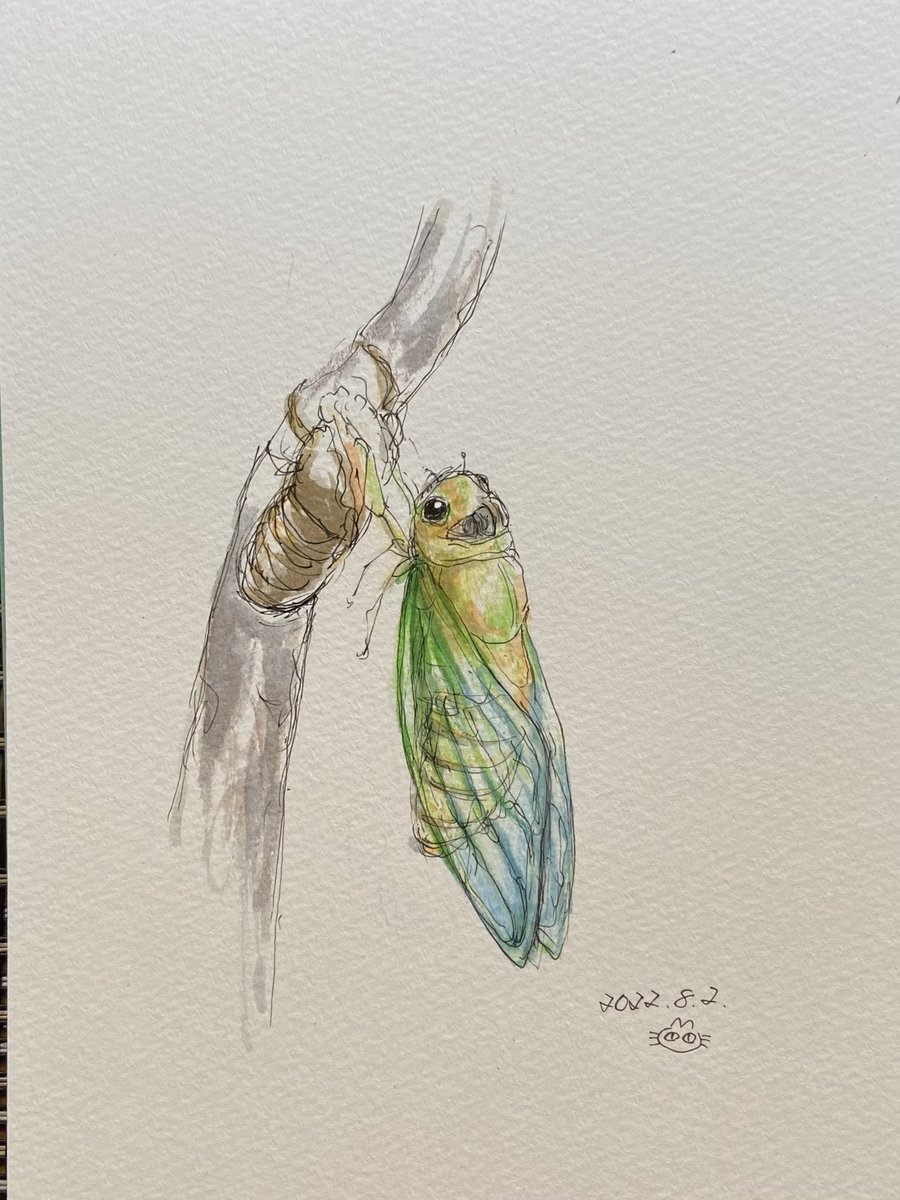 セミの羽化 のイラスト マンガ コスプレ モデル作品 1 件 Twoucan