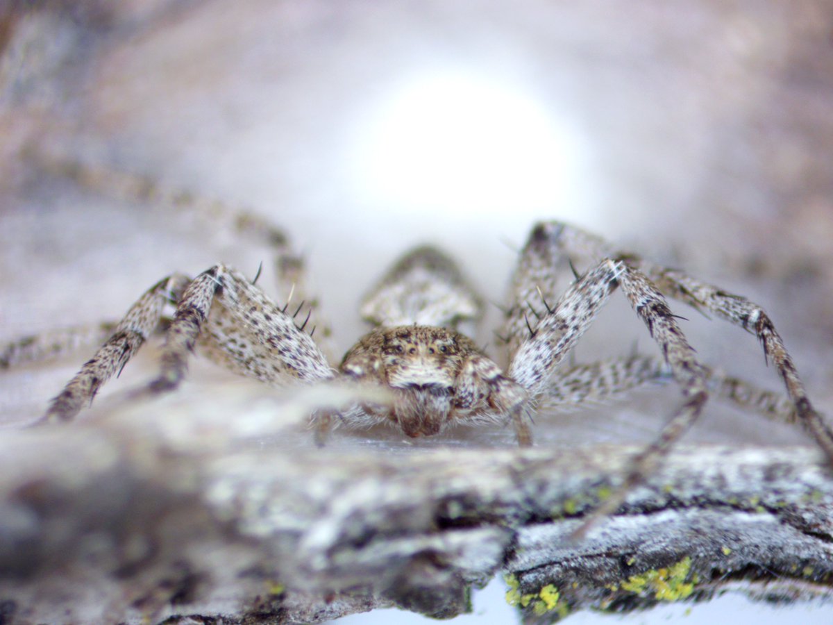 FerNanobio's tweet photo. Who knew spiders are also camouflaged as cheetahs https://t.co/fKFVd5NH0M