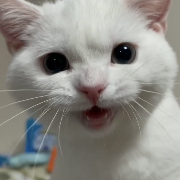 netgeekAnimal's tweet photo. しらたまの昔と今 | netgeek https://t.co/78mQpsZVUc https://t.co/hFlWj7eTFs