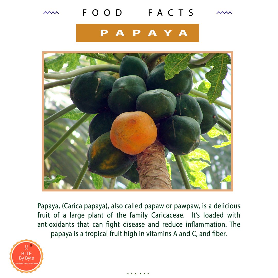 BiteByByte_'s tweet photo. #Papaya, (Carica papaya), also called papaw or pawpaw, is a delicious fruit of a large plant of the family Caricaceae. Itโs loaded with antioxidants that can fight disease and reduce inflammation. The papaya is a tropical fruit high in vitamins A and C, and fiber. #BiteByByte https://t.co/5mpyvGR6Ni