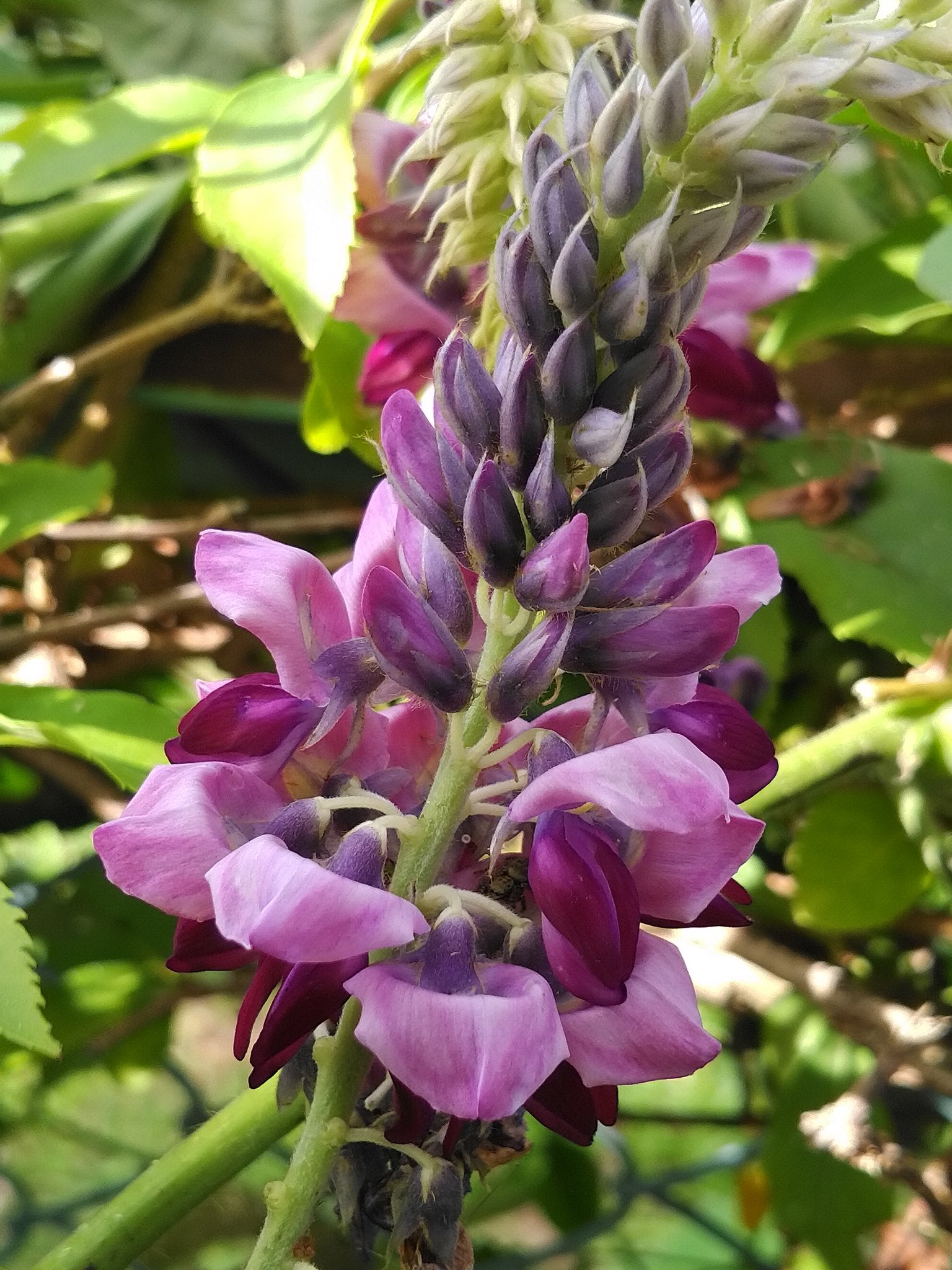 まりも くずの花 クズの花 葛の花 秋の七草 花 T Co Jyz1muzxoc Twitter