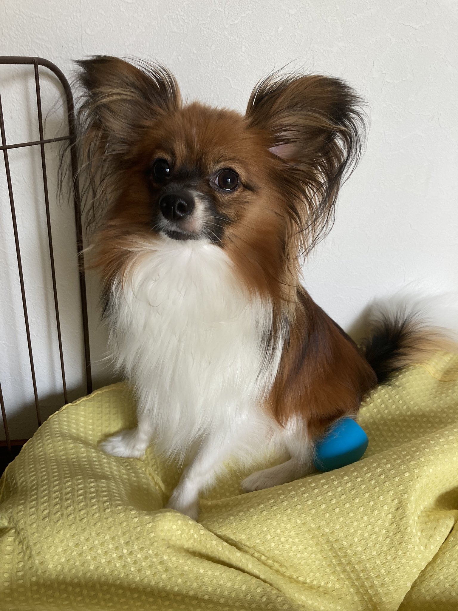 ちくわ 卵産んだ 犬好きな人と繋がりたい パピヨン 犬のいる暮らし T Co Gskidhap Twitter