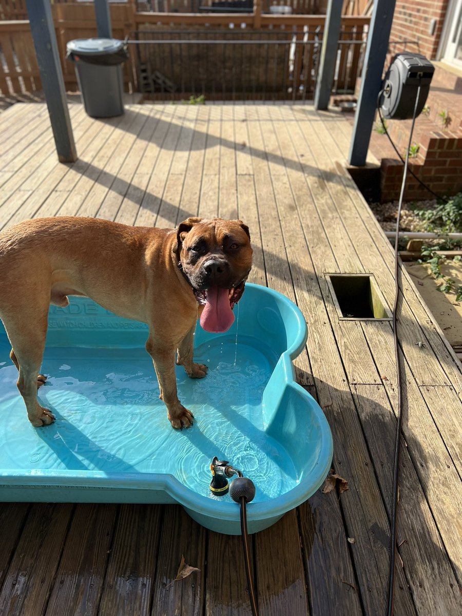 bkregsdc's tweet photo. Summer of Bruce @nbcwashington #CleartheShelters #PatsPrizedPets https://t.co/sEVuYWNwqn