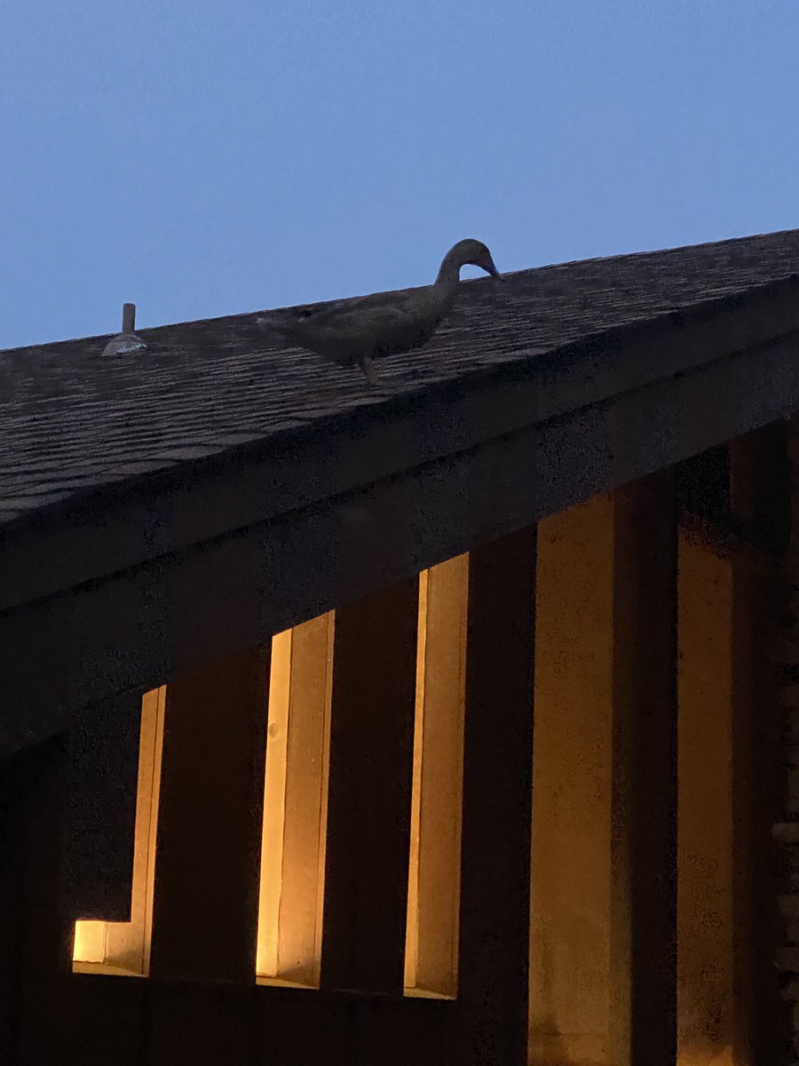 One of my pet ducks decided she didn’t want to go into her pen tonight.