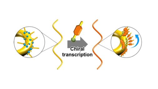 CSJjournals_jp's tweet photo. [Selected Paper]
Helical gold nanowires | Chirality | Chiral transcription
Article by Prof. Takeshi Kawai @TUS_PR_en (Tokyo Univ. of Science) and Dr. Makoto Nakagawa @TRIOSAKA (ORIST) is available
#Goldnano #Nanowires #HelicalStructure

https://t.co/HD9xdJ1AMg https://t.co/u9KOJ1Tsij