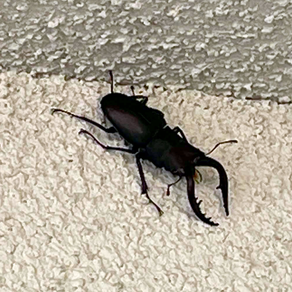 オスダケ 富山発やさしいiot Osudakecom Twitter