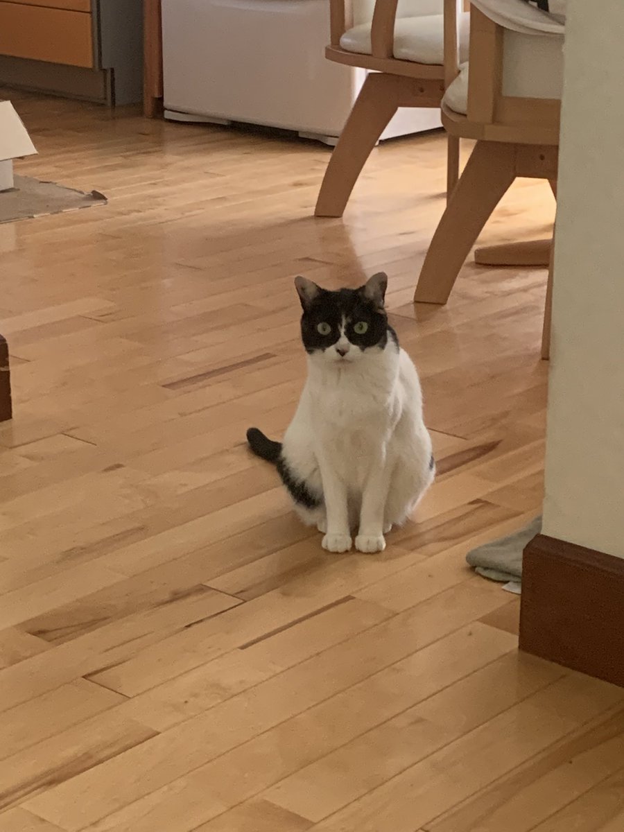 #猫  #猫好きさんと繋がりたい  #猫のいる暮らし  #猫のいる幸せ  #猫がいる幸せ  #猫の居る暮らし 
じろっーー👀