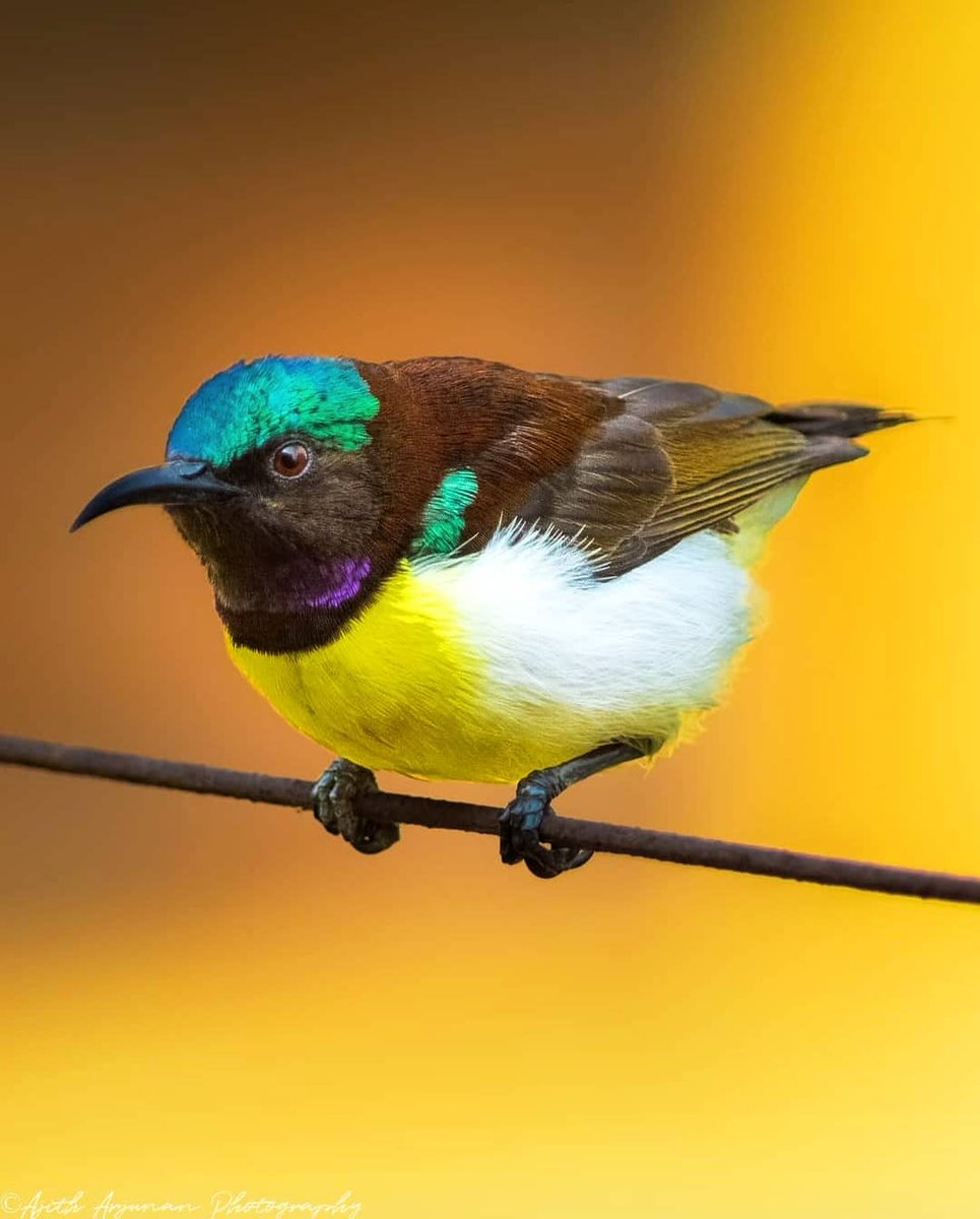 AnfasLatheef's tweet photo. 1. Sunbird
2. Twity bird
3. Black and Red broadbill
4. Pink Robin
#NoDesign #Nature #TheCreator #TheDesigner #Subahanallah #Birds https://t.co/BCu6hNTYxn
