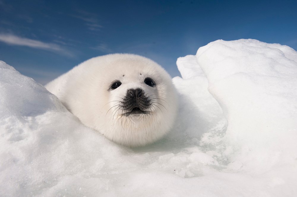 HaveSeal's tweet photo. https://t.co/1AXQfnPCmW