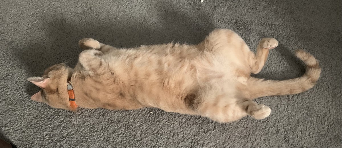 Vortmax's tweet photo. Ottering in the office. 

#Cats #TelecommuteLife https://t.co/jUj4Vh20Fn