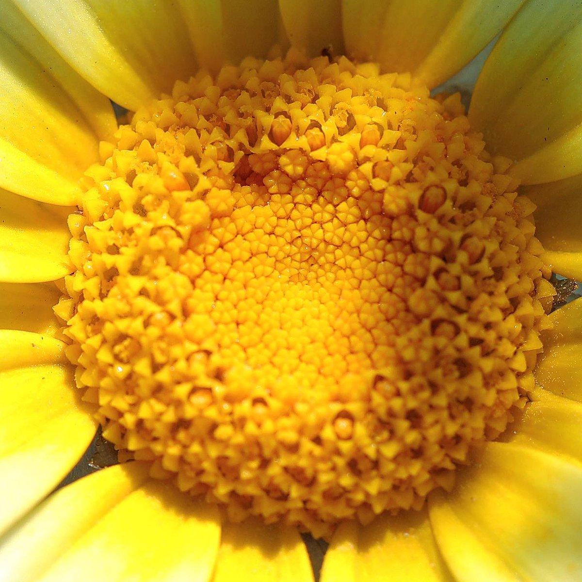 robdeez.eth tweet media