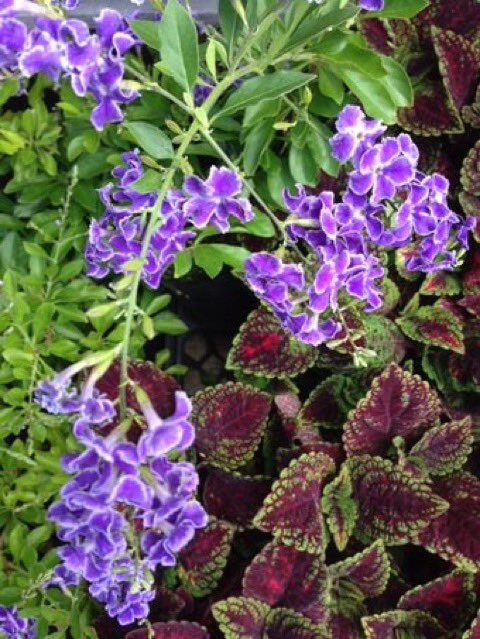 森田洋子 調香師の扉 Bot 調香師 パフューマー デュランタ 紫色の花を房状に 垂れて咲く熱帯花木デュランタは どんな暑さにも平気は顔をしながら いつも喉の渇きを訴えています あなたを見守る そんな花言葉も嬉しくて 庭に仲間入りしたのに いつも 私の