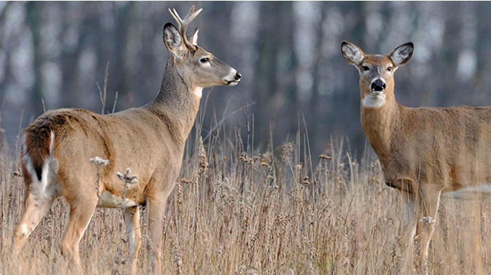 2022 deer licenses are now available for purchase! 🦌 Buy online (mndnr.gov/buyalicense), in-store (mndnr.gov/licenses/agent…) or by phone at 1-888-665-4236.