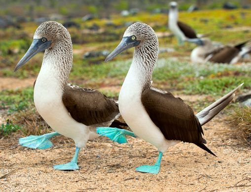 FrostAceReal's tweet photo. In recognition of #NationalBoobDay I will like to say that they are cool. So have this pair of boobies to celebrate. Have a good day twitter folks https://t.co/LThZeNbucp